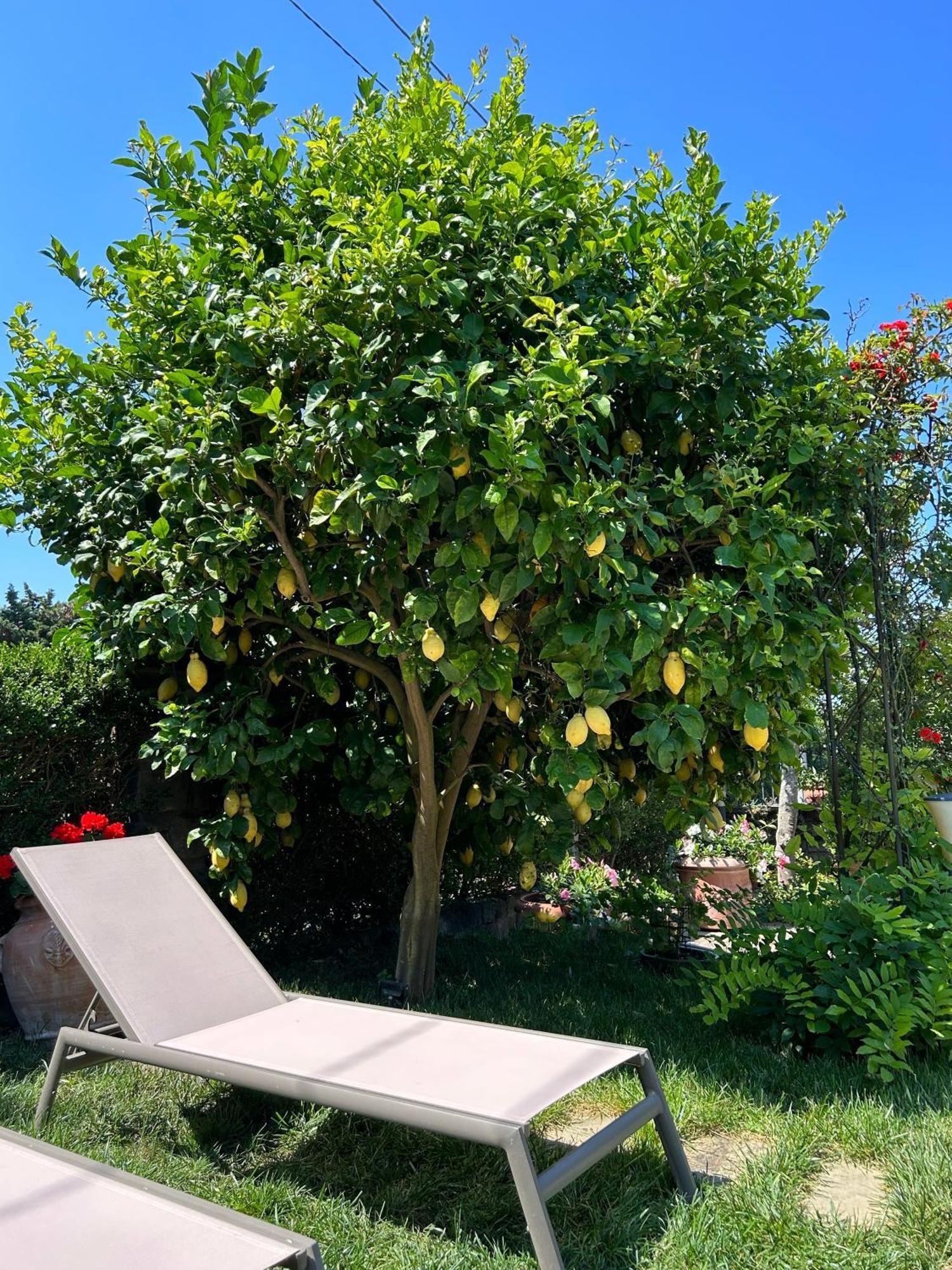 Maison Villa Angela Sant'Agata sui due Golfi Bagian luar foto